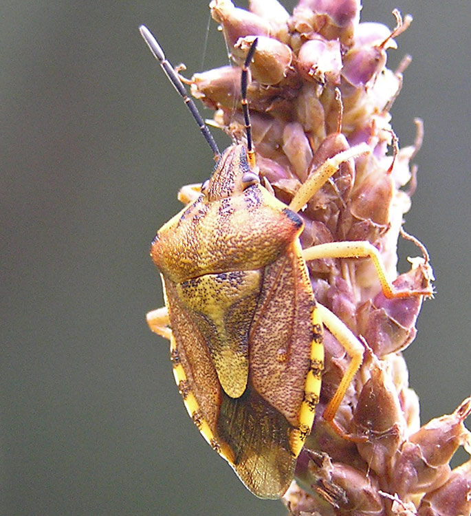 Purpur-Baumwanze, Carpocoris purpureipennis